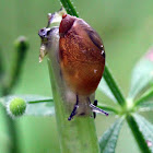 Amber Snail