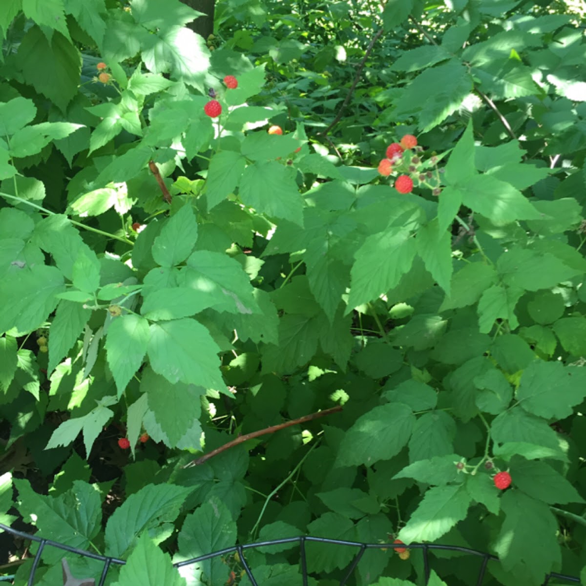 Wild berries