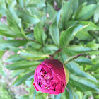 Peony