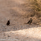 House Sparrow; Gorrión Común