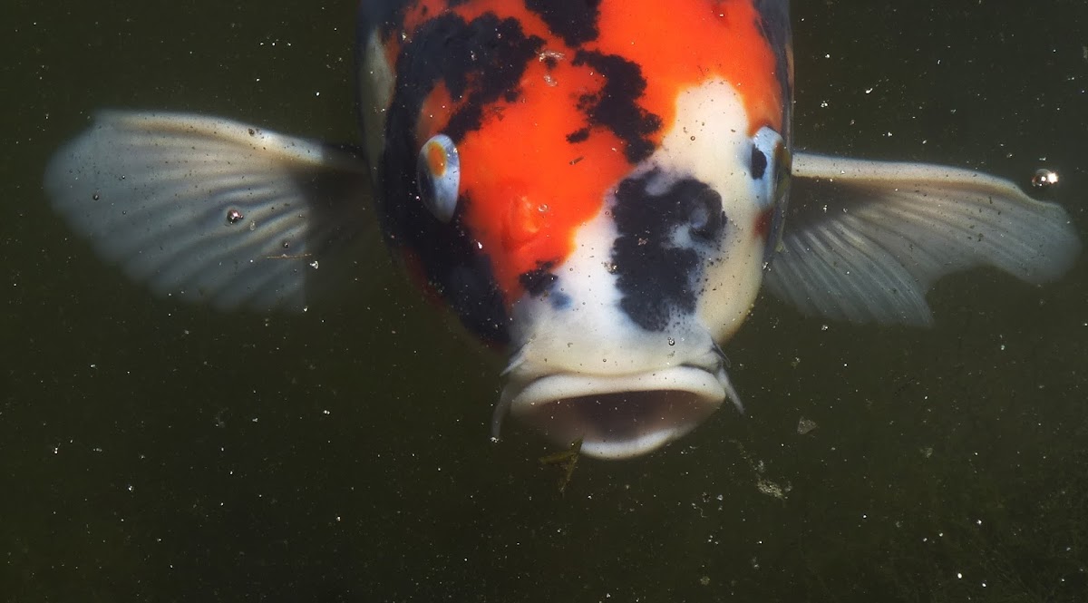 KOI