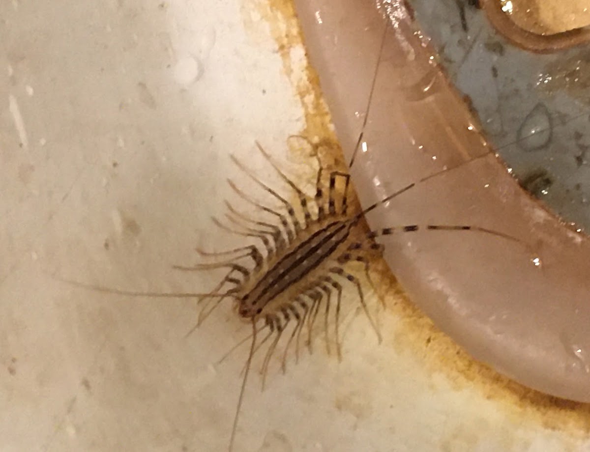 House Centipede