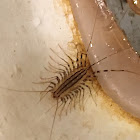 House Centipede