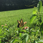 Eastern Tiger Swallowtail