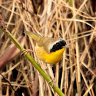 Common Yellowthroat