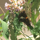 Silver spotted skipper