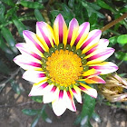 Treasure Flower