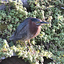 Green heron