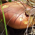 unknown toadstool