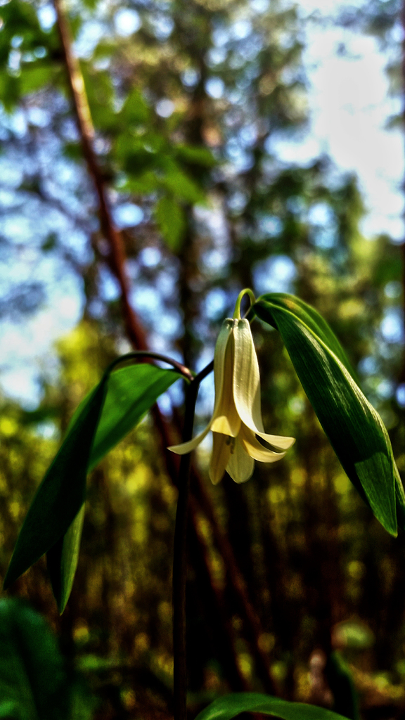 Sessile Bellwort