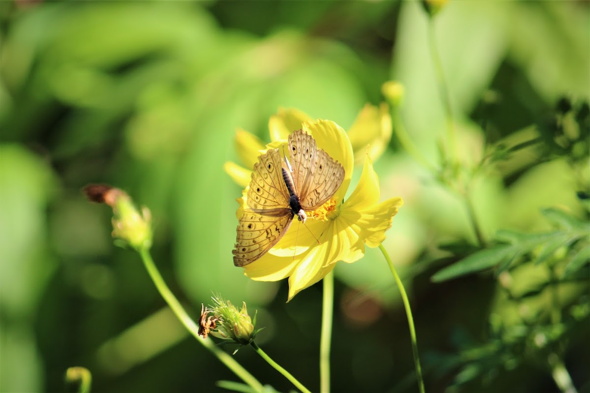 Grey Pansy