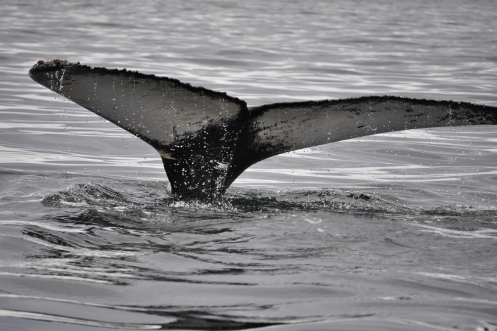 L'ultima balena di sabi49