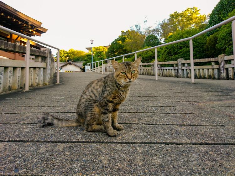 の投稿画像2枚目