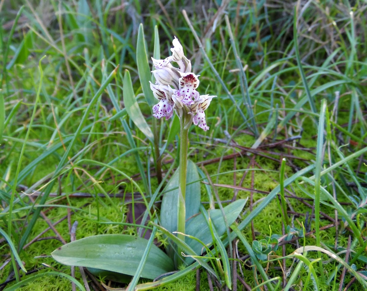 Milky Orchid