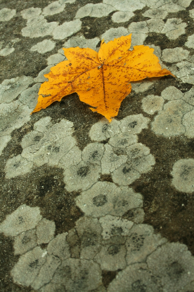 Foglia solitaria d'autunno di simo81