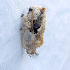 Bird-Dropping Slug Moth