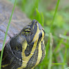 yellow bellied slider