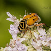 Delta Flower Beetle