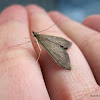 Brown moth