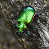 Beetle