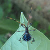 Leaf-footed Bug