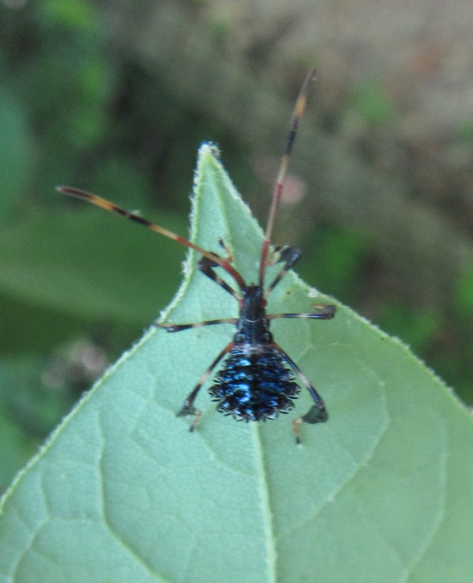 Leaf-footed Bug