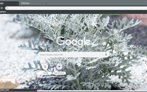 Dusty Miller screenshot 1