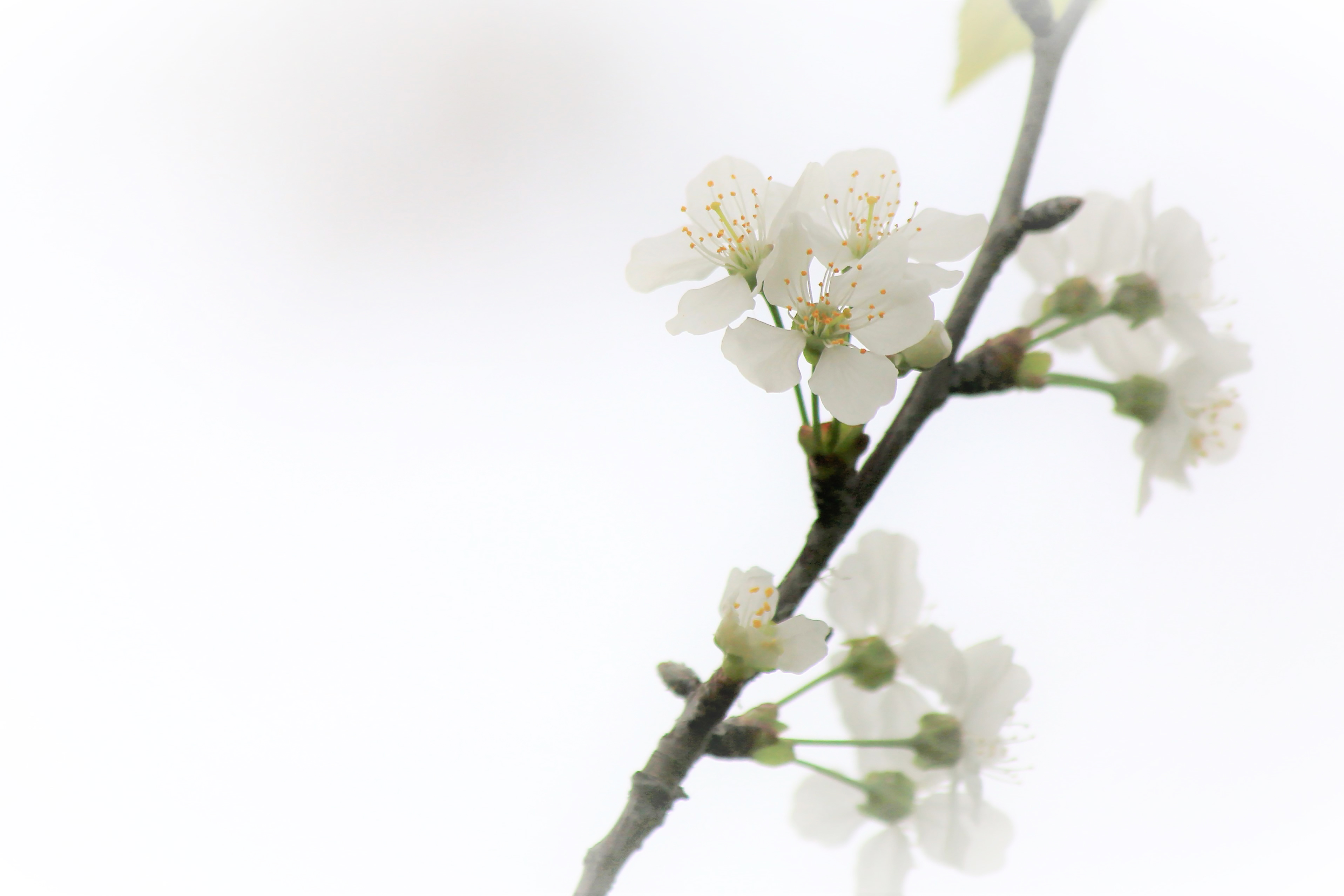 Fiore di biancospino di Rosaria_Scrofani