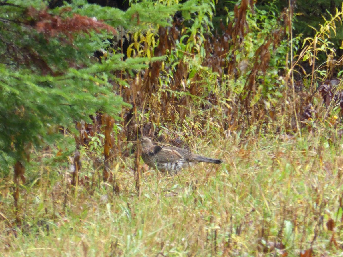 Ruffed Grouse