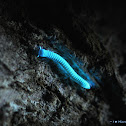 millipede