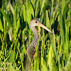 Limpkin