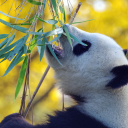 Pandas eat leaves