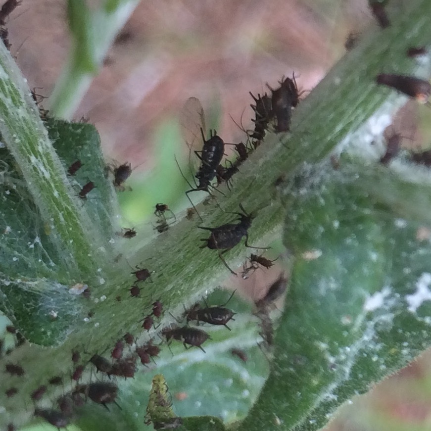 Aphid