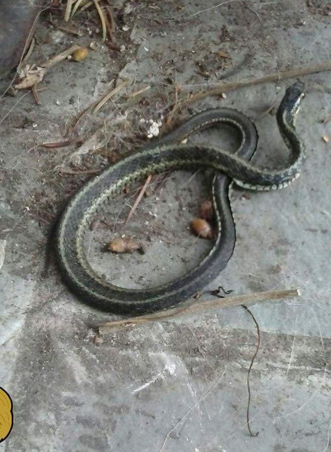 Common Garter Snake