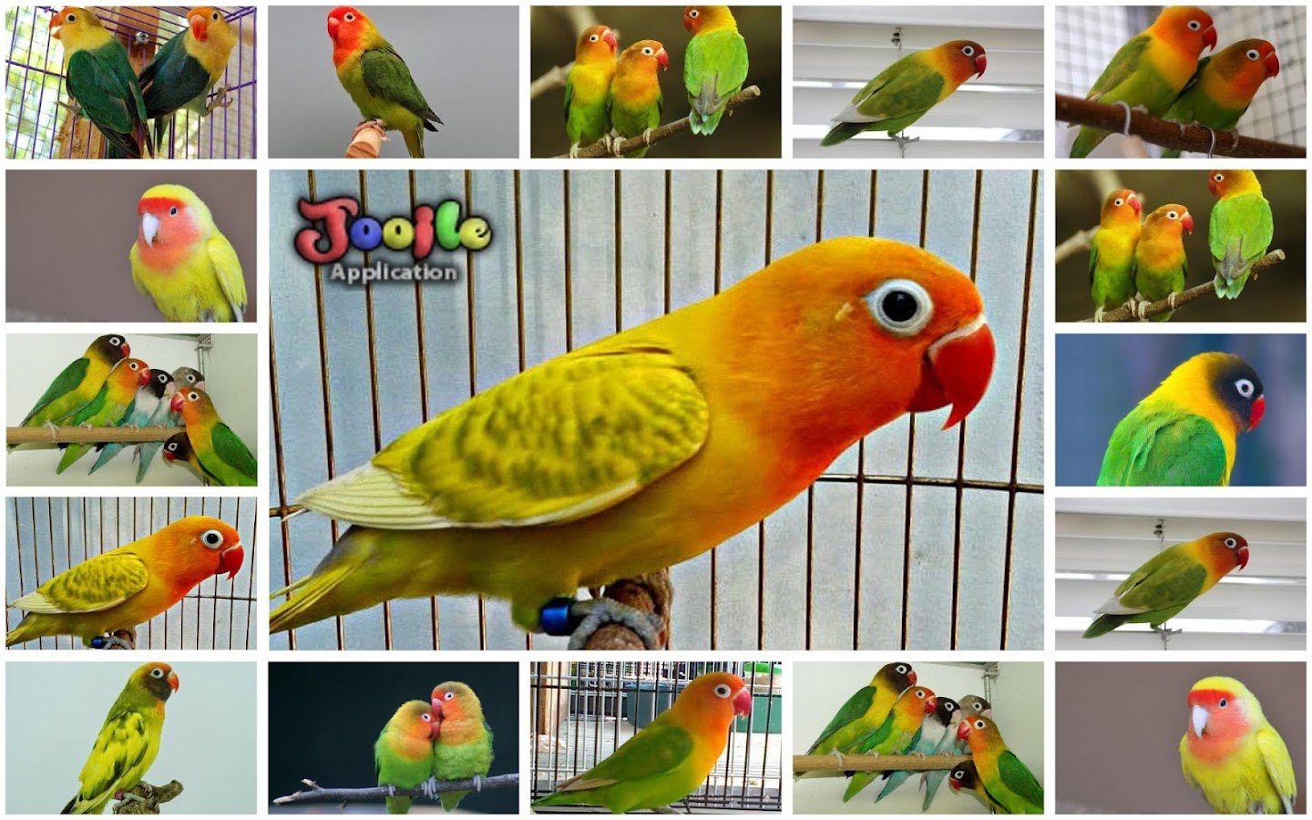 LoveBird Birds Chirp Android Apps On Google Play