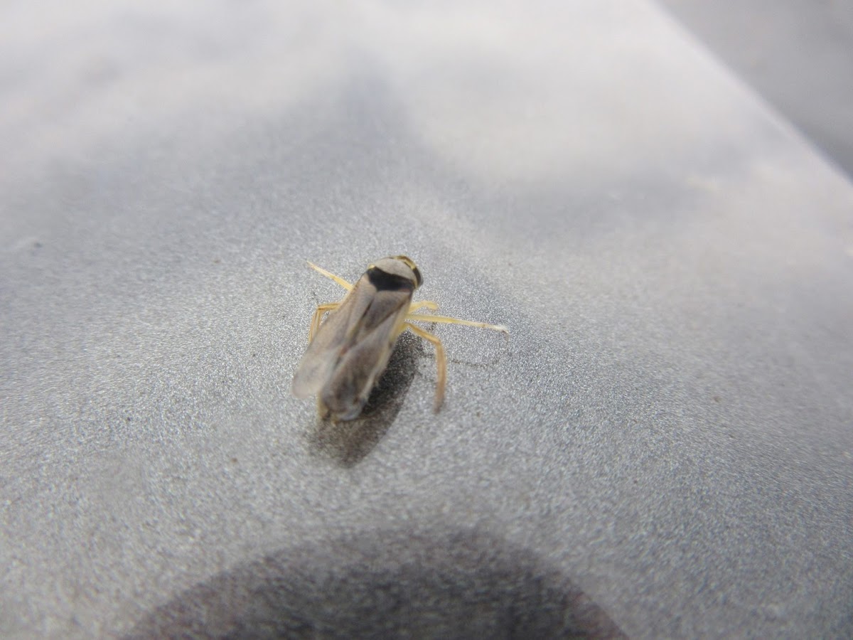 Water Boatman