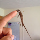 Brown anole