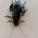 Gisborne Cockroach