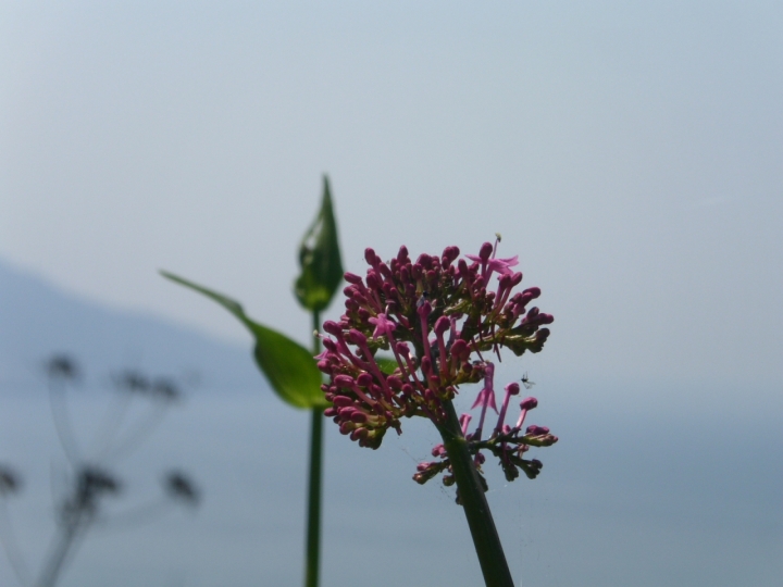 Il fiore all'occhiello di gentilmario