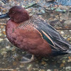 Cinnamon Teal