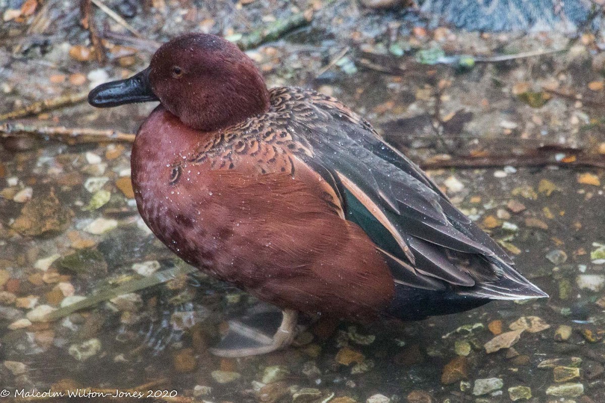 Cinnamon Teal