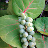 Sea Grape