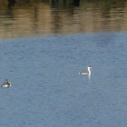 Western Grebe