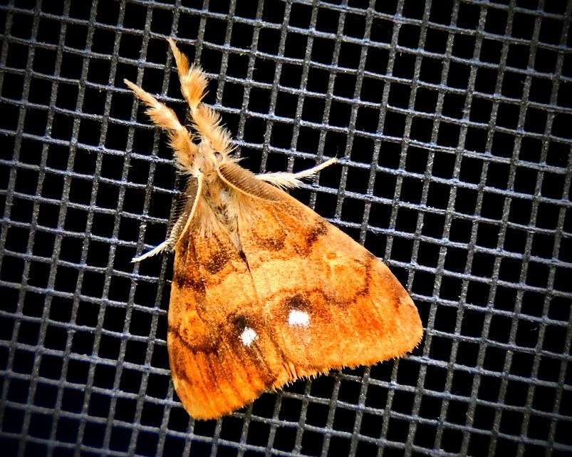 Rusty tussock moth