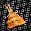 Rusty tussock moth