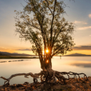 Afternoon sunlight hits the tree