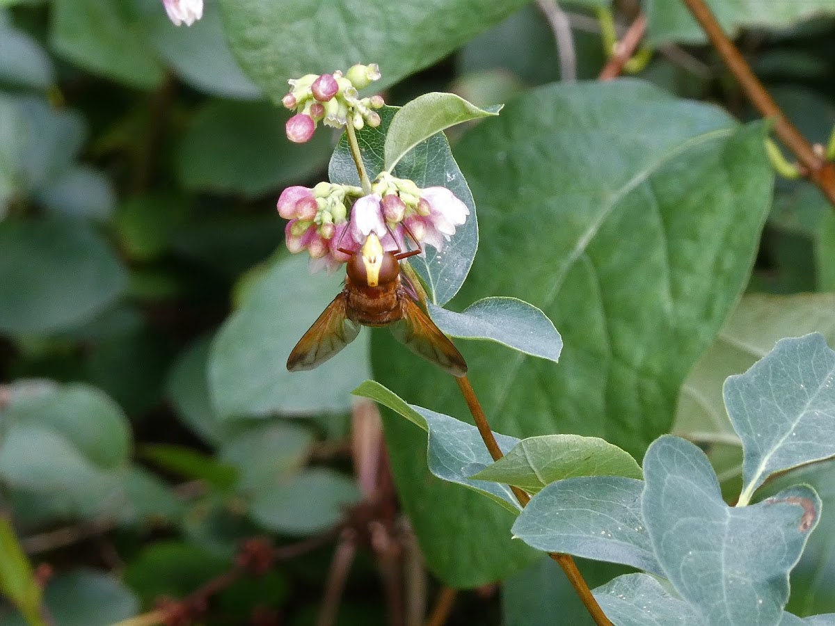 Hornet mimic hoverfly