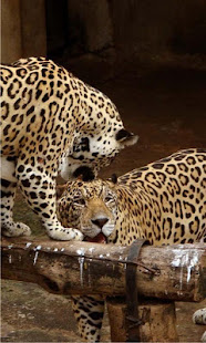 Jaguars n Leopards Live Wallpaper(圖1)-速報App
