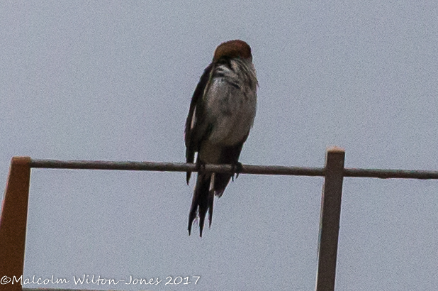 Woodchat Shrike; Alcaudón Real