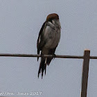 Woodchat Shrike; Alcaudón Real